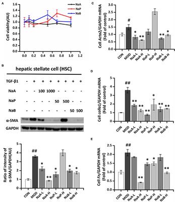 Sodium Acetate Inhibit TGF-β1-Induced Activation of Hepatic Stellate Cells by Restoring AMPK or c-Jun Signaling